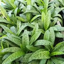 Image result for Drimiopsis