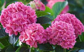 Gardening The Best Plants For Clay Soil Grow In Full Sun And Partial Shade David Domoney Clay Soil Plants Planting Hydrangeas Growing Hydrangeas