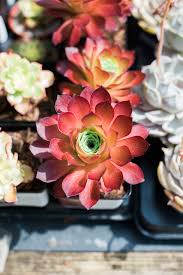 It is an ideal gift for special occasions or a great gift to yourself. Succulents The Japanese Garden