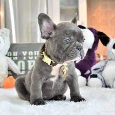 French Bulldog Puppy For Sale In Fort Lauderdale Fl Adn-61749 On Puppyfindercom Gender Fema French Bulldog Puppies French Bulldog Blue French Bulldog Facts