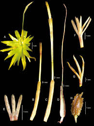 Image result for Blyxa hexandra