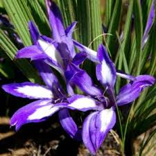 Image result for Babiana bainesii