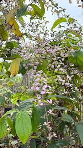 Image result for Congea