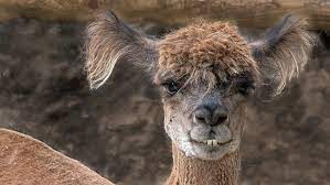 Alpaca With Bad Hair And Goofy Teeth Homeremediesfortoothdecay Comedy Wildlife Photography Animal Antics Lucky Dogs
