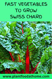 How To Grow Swiss Chard For Fast Leafy Green Vegetables Growing Vegetables Growing Swiss Chard Swiss Chard