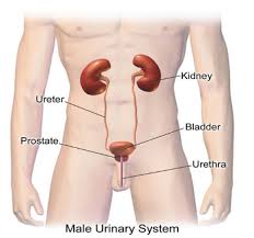 The Urinary System Description And Diseases Howard Fensterman Charities