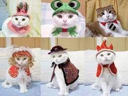 Patrones De Ropa Para Gatos Youtube