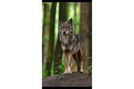 Biotopwildpark anholter schweiz is een kleinschalig dierenpark met herkenbare dieren zoals wasberen, pauwen, zwijnen, ezels en herten. Schliessung Des Biotopwildpark Anholter Schweiz Online Petition