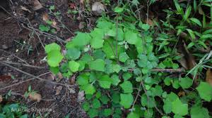 Image result for Triumfetta pentandra