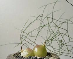 Image result for Schizobasis intricata