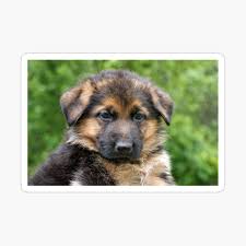 The coat comes in a variety of colors such as black and tan, black and cream, black and silver, solid annual cost of owning a german shepherd puppy. Black Tan German Shepherd Puppy Scarf By Sandyk Redbubble