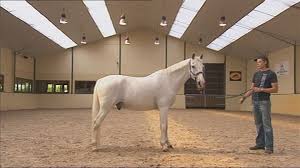 Schimmel Een Schimmel Is Een Wit Paard Witte Paarden Paarden Wit