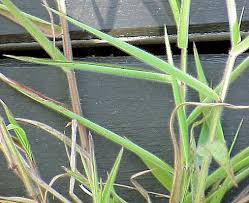 Image result for Melinis minutiflora