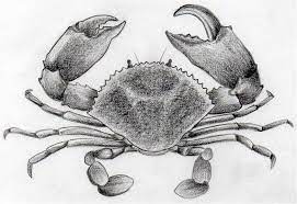 How many legs does a crab have on each side? How To Draw Crab In Pencil