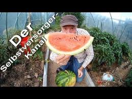 Wassermelone Im Garten Richtig Anbauen Wassermelone Pflanzen Wassermelone Anbauen Und Melonen Anbauen