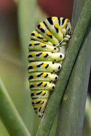 We did not find results for: Swallowtail Butterfly Caterpillar Chrysalis On Fennell Pla Flickr