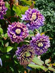 Maybe you would like to learn more about one of these? Clematis Taiga Stunning Brand New Exclusive Taiga Clematis In Stock Now