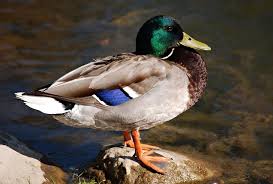 Click the answer to find similar crossword clues. Duck Crossword Water Bird Wild Water Bird Duck Bird Wild Birds Piqsels