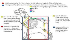 Maybe you would like to learn more about one of these? Standard Di Razza Allevamentocockerdellylle