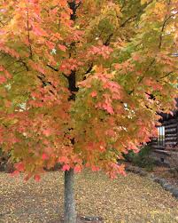 Searching homes for sale in maple, vaughan, on has never been more convenient. Nursery Shade Trees Wolcyn Tree Farms Cambridge Mn