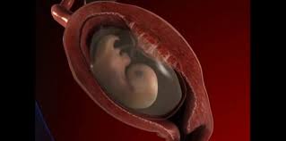 Pertumbuhan dan perkembangan manusia dan hewan dimulai dari terbentuknya zigot setelah terjadinya fertilisasi ovum oleh sperma. Proses Kehamilan 3 Tahap Penting Ini Tentukan Pekembangan Anak Theasianparent Indonesia