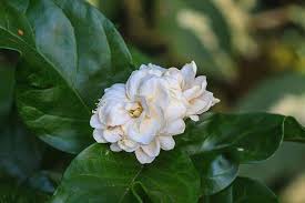 Flowers of india is aimed at having information about all the flowers found in india, with their common names, especially in indian languages, pictures and habitat, easily available in one place. Types Of Jasmine Flowers In India India Gardening