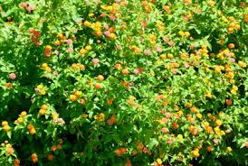 Annapolis homeowners may notice damage caused by structural pests year round. Pest Control In Crofton Md On The Green Lawn Care