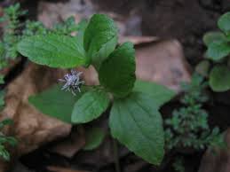 Image result for Senecio maranguensis