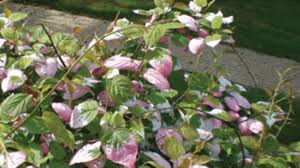 It is hardy in u.s. Grow Arctic Beauty Kiwi Vine For Colorful Heart Shaped Leaves Horticulture