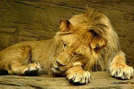 Fiera deshonra les pesa de lo que les ocurrió. Leones Donde Y Cuanto Viven Los Leones Y Cuanto Pesan
