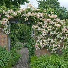 Phyllis Bide Rosiers Lianes Choix Par Categorie Rosier Liane Roses David Austin Idee Deco Jardin