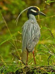 A Yellow Crested Night Heron Near Broken Bow Lake In Beavers Bend State Park Pet Birds Beautiful Birds Pretty Birds
