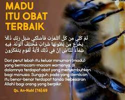 Madu lebah trigona itama atau lebah klanceng mulai banyak diburu oleh warga di kabupaten jember, jawa timur. Ini Khasiat Madu Yang Disebut Dalam Alquran Dan Hadis Nabi Muhammad Saw