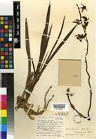 Image result for Eulophia leachii