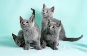 Saat berbicara mengenai kucing otomtis juga akan membahas mengenai ragam dan jenis dari kucing itu sendiri. Update Daftar Harga Kucing Russian Blue Hari Ini Terbaru 2020 Situs Referensi Ilmu Pertanian Peternakan Dan Perikanan