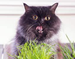 The cat usually only vomits once or twice with each occurrence. Reasons Why Your Cat Is Vomiting Hill S Pet