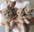 What To Know About The Poodle Cat - Simplemost