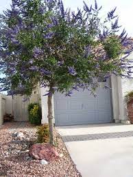 Xtremehorticulture Of The Desert Desert Landscaping Olive Trees Landscape Mediterranean Landscaping