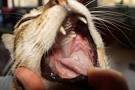 Soigner gingivite, stomatite et calicivirus chez le chat - Catpapattes