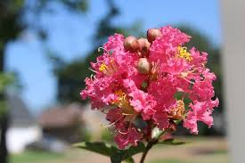 Check spelling or type a new query. Hd Wallpaper Crepe Myrtle Flowers Pink Garden Plant Blossom Nature Wallpaper Flare