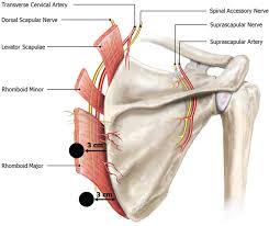 Image result for Scapulothoracic Injection