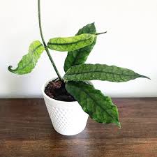 Image result for Microcoelia globulosa