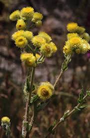 Image result for Helichrysum foetidum