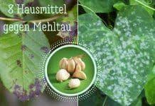 Mehltau Behandeln 8 Naturliche Hausmittel Mehltau Hausmittel Pflanzen