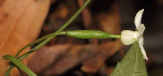 Image result for Zehneria tridactyla