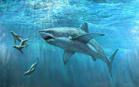 Check spelling or type a new query. Cool Shark Screen Wallpapers Top Free Cool Shark Screen Backgrounds Wallpaperaccess