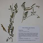 Image result for Tephrosia pumila