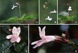 Image result for Isoglossa