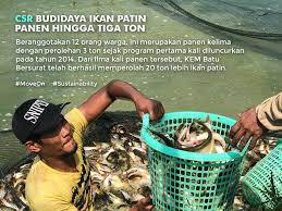 10 umpan mancing ikan patin ampuh ganas banget. Pertamina Wajah Sumringah Kelompok Perikanan Kem Batu Facebook