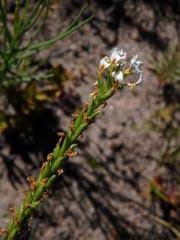 Image result for Hebenstretia angolensis